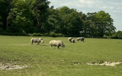 Knowsley Safari Park