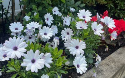 Hewlett Court in Bloom!