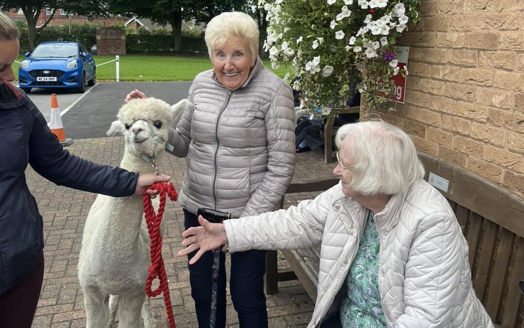 Poppywood Alpacas