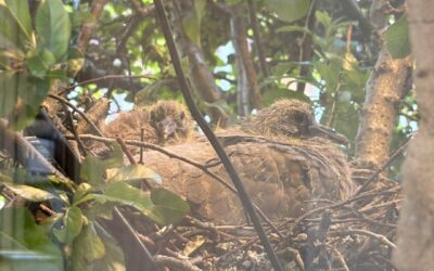 Feathered Friends